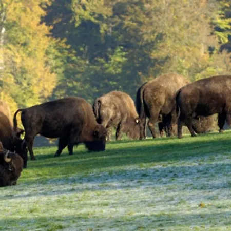 Gite Gites De France - Le Gite De La Foret Holiday home Pommereval