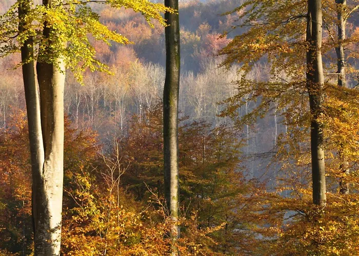 Holiday home Gite Gites De France - Le Gite De La Foret *